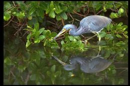 Image of Tricolored Heron