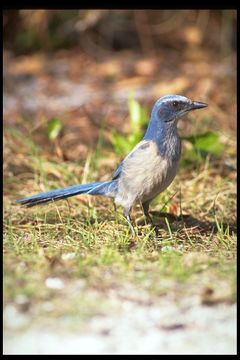 Imagem de Aphelocoma coerulescens (Bosc 1795)