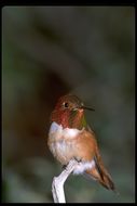 Image of Rufous Hummingbird