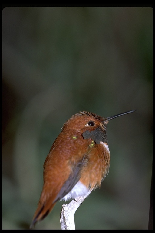 Image of Rufous Hummingbird