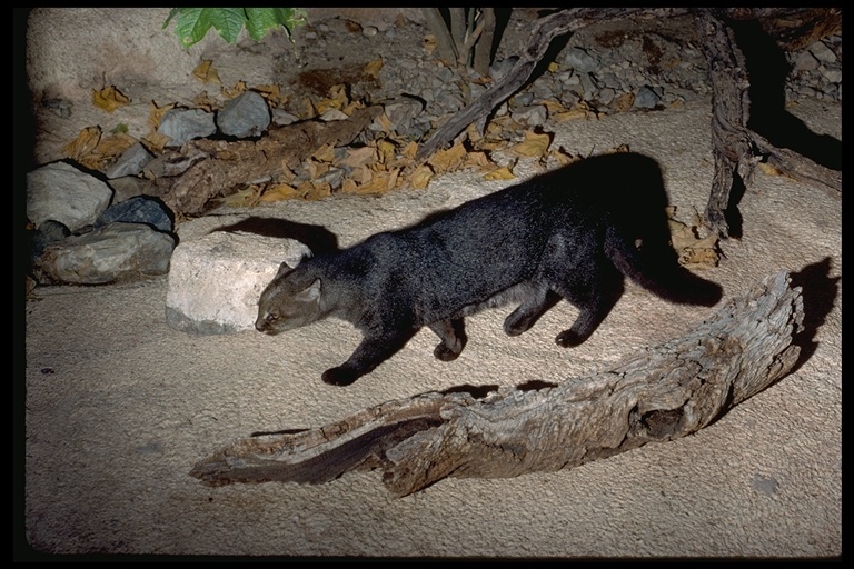 Image of Jaguarundi