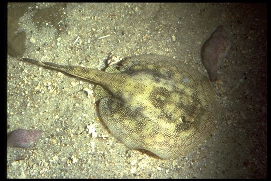 Image of Yellow Stingray