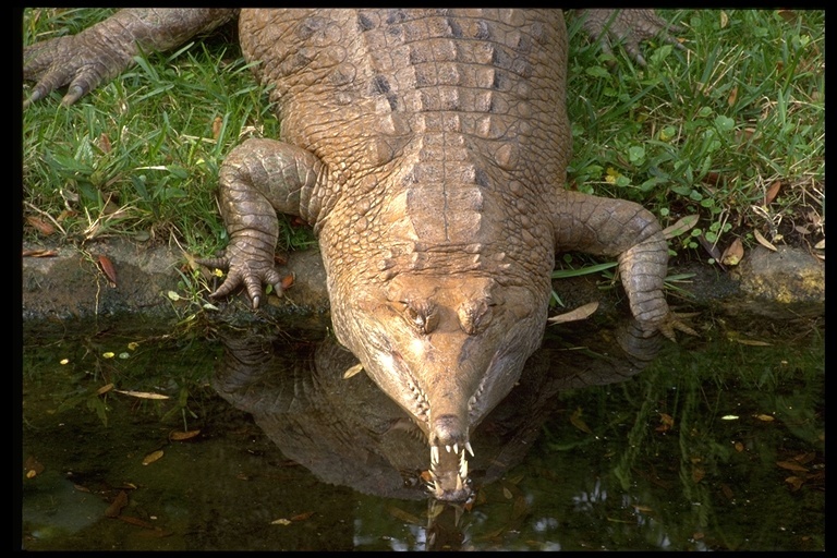 Image of false gavial