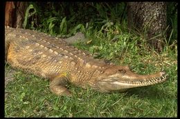 Image of False Gharial