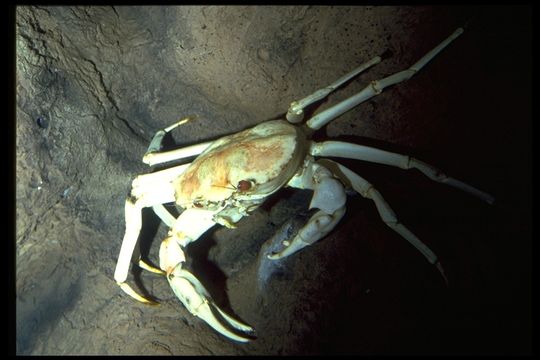 Image of golden deepsea crab