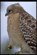 Image of Red-shouldered Hawk