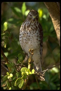 Image of Red-shouldered Hawk