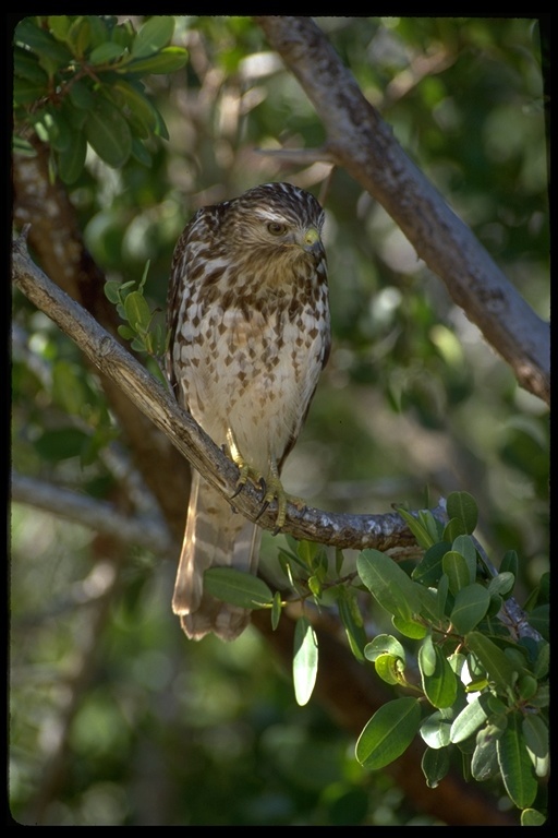 Image of Red-shouldered Hawk