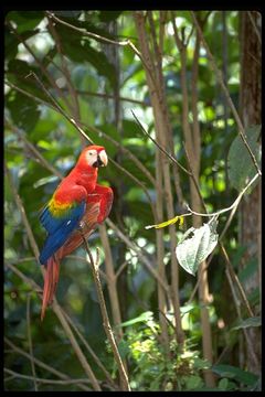 Image of Scarlet Macaw