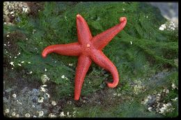 Image of Pacific blood star