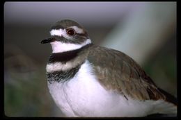 Image of Killdeer