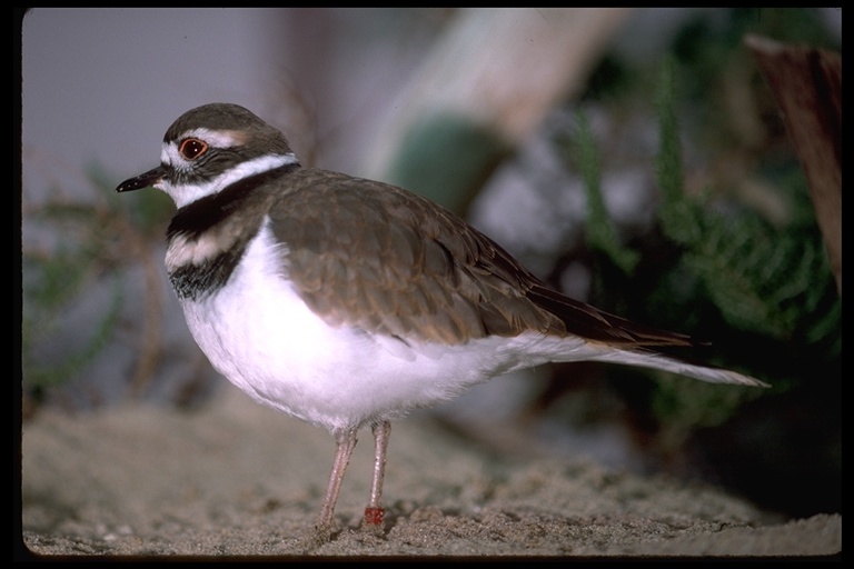 Image of Killdeer