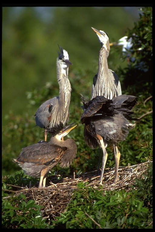 Imagem de Ardea herodias Linnaeus 1758