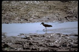 Image of Hamerkop