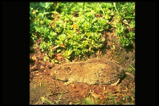 Image of North American Water Vole