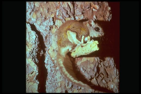 Image of Carolina Flying Squirrel