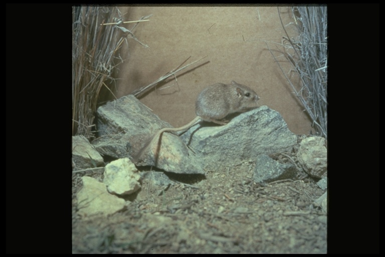 Image of long-tailed pocket mouse