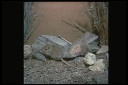 Image of long-tailed pocket mouse