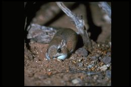 Image of Kangaroo rat