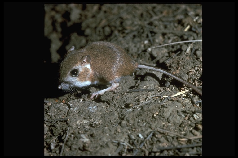 Image of Heermann's kangaroo rat