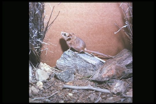 Image of Deer Mouse