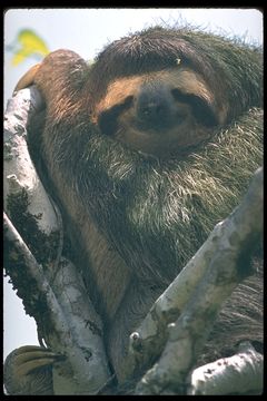 Image of Pale-throated Sloth