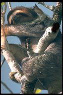 白喉三趾樹懶的圖片