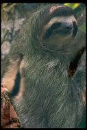 Image of Pale-throated Sloth