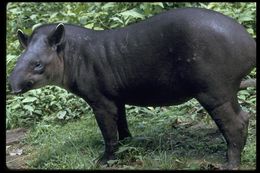 Image of Brazilian Tapir