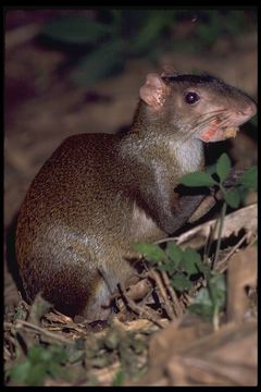 Image of Central American Agouti