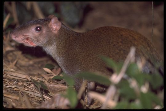 Image of Central American Agouti