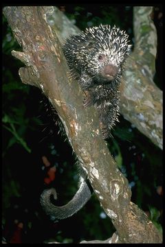 Image of Brazilian Porcupine