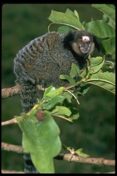 Image of Black-pencilled Marmoset