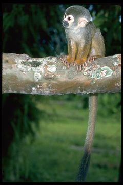 Image of Common Squirrel Monkey