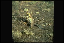 Image of Unstriped Ground Squirrel