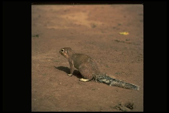 Image of Unstriped Ground Squirrel