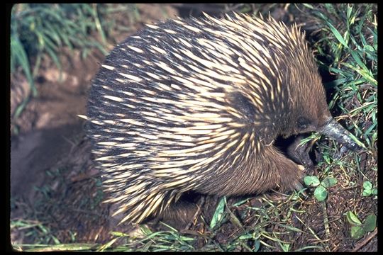 Image of Kangaroo Island Echidna