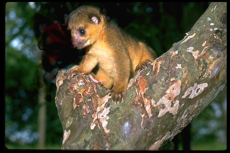 Image of Kinkajou