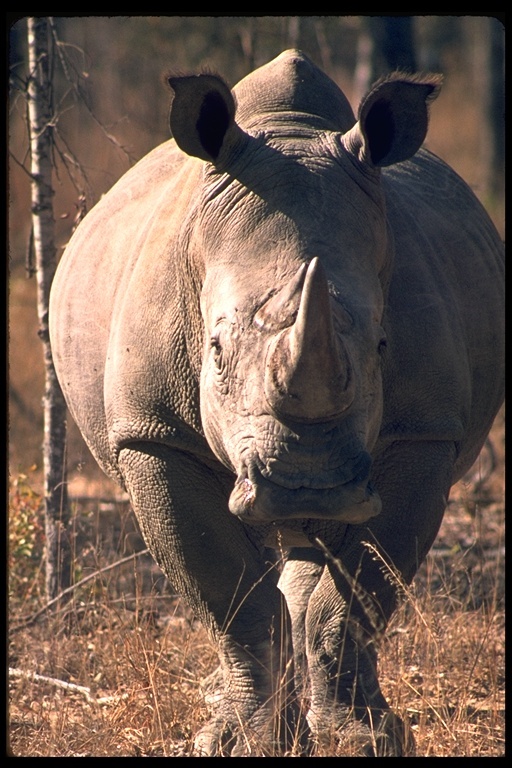 Image of Grass Rhinoceros