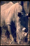 Image of Grass Rhinoceros