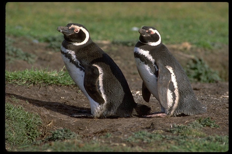 Image of Magellanic Penguin