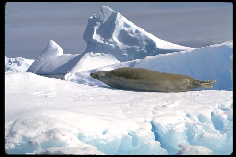 Image of Crabeater Seal