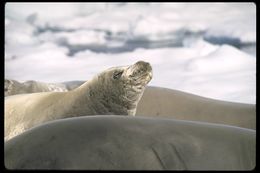 Image of Crabeater Seal