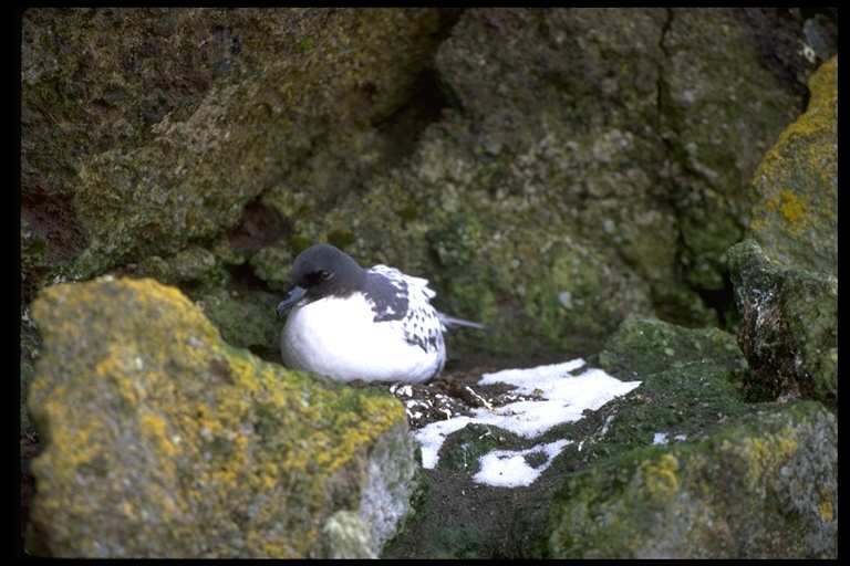 Image of Cape Petrel