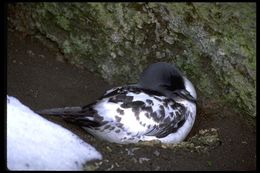 Image of Cape Petrel