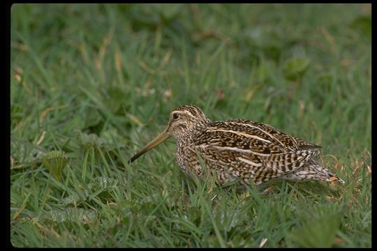 Imagem de Gallinago paraguaiae (Vieillot 1816)