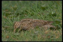 Image of South American Snipe