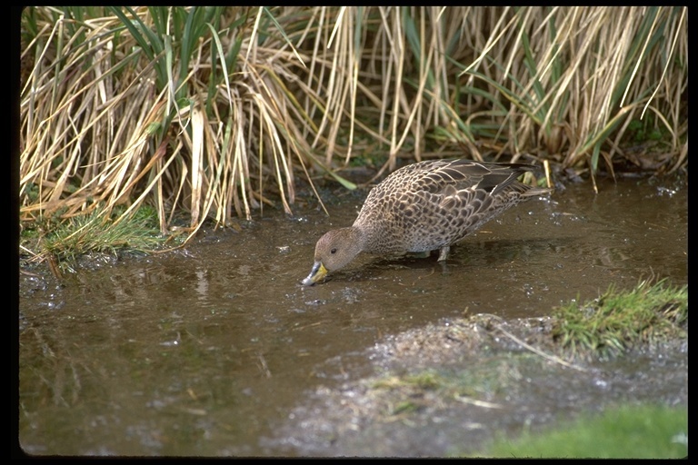 Image of South Georgia Pintail