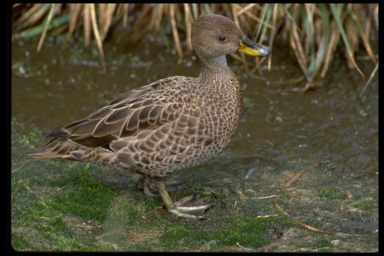 Image of South Georgia Pintail