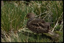 Image of South Georgia Pintail